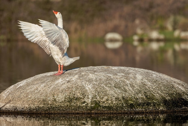 Ganso Greylag Anser anser Bird em seu ambiente natural