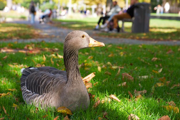 ganso greylag encontra-se no gramado verde com as folhas de outono brilhantes