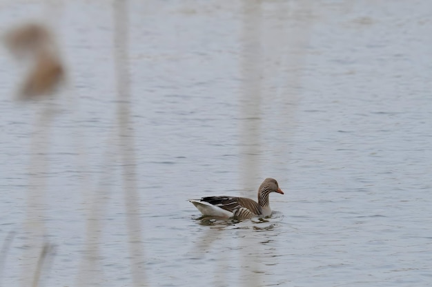 Ganso greylag na água com juncos no fundo