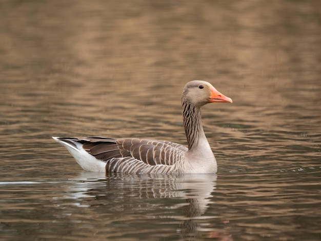 Ganso greylag na água com juncos no fundo