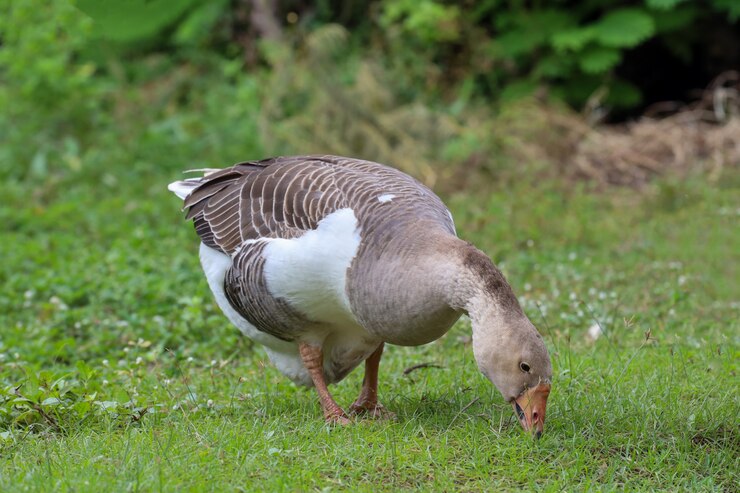 Ganso gris está comiendo hierba en el jardín de la granja de la naturaleza en tailandia