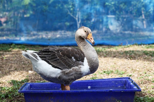 Foto ganso gris jugar agua en el jardín