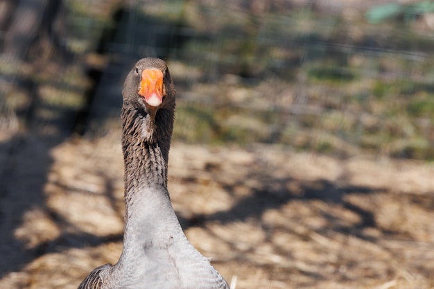 Ganso gris en un primer plano ecofarm