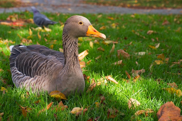 el ganso gris yace en el césped verde con las hojas brillantes en el parque de Stuttgart