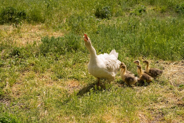 Ganso irritado protege gansos ao ar livre em um prado verde