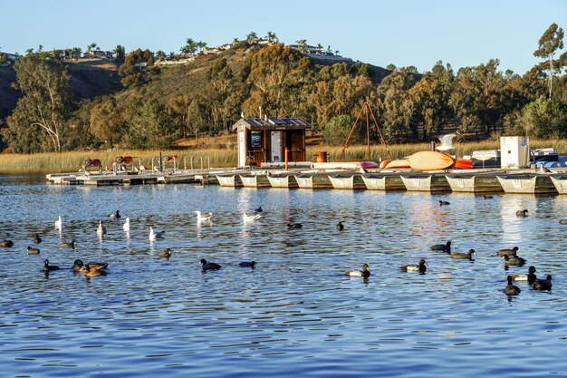 Ganso en un lago Pájaro Grey lag Ganso