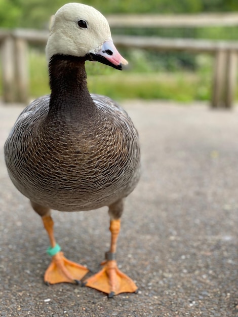 Foto ganso na natureza