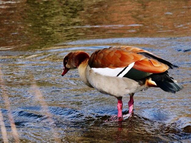 Ganso nadando en el lago