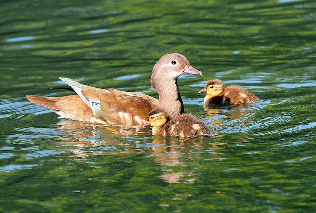 Ganso nadando en el lago