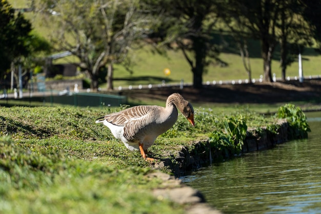 Ganso nas margens do lago comary dia de sol com muito vento na região existem muitos animais assim em meio a natureza região serrana do rio de janeiro brasil