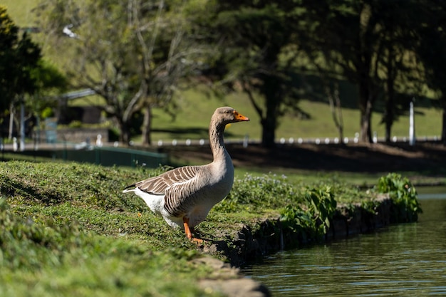 Ganso nas margens do lago comary dia de sol com muito vento na região existem muitos animais assim em meio a natureza região serrana do rio de janeiro brasil