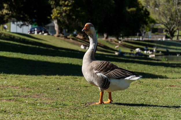 Ganso nas margens do Lago Comary Dia de sol com muito vento Na região existem muitos animais assim em meio a natureza Região serrana do Rio de Janeiro Brasil