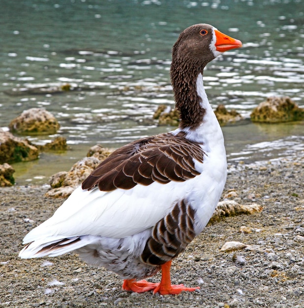 Ganso no lago Kournas na ilha de Creta