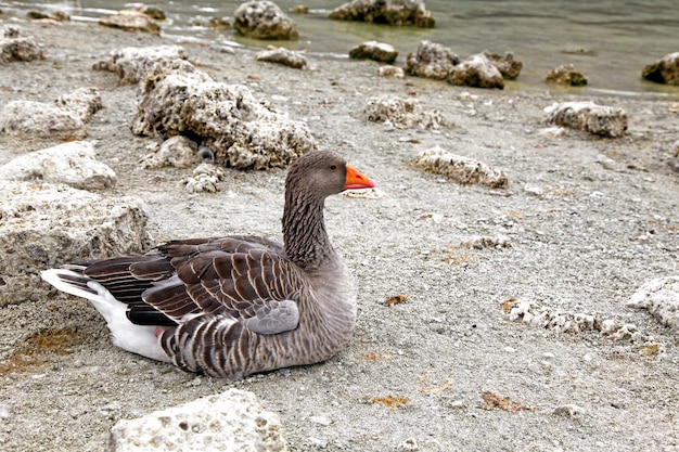 Un ganso en la orilla del lago