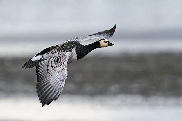 Ganso percebe Branta leucopsis