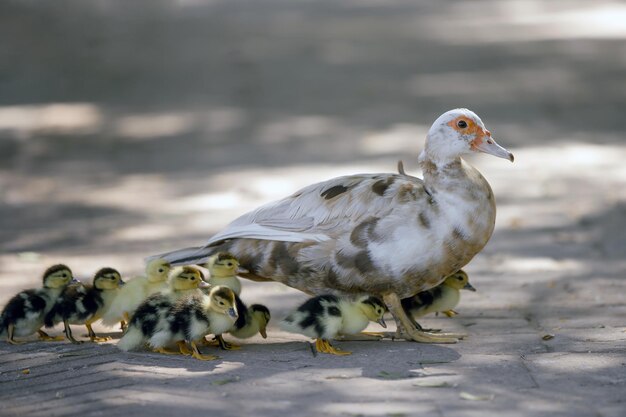 Un ganso con pichones cruza la calle en el parque