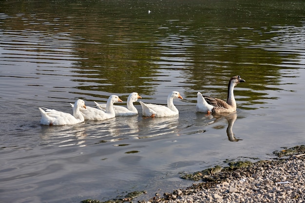 Ganso por el río. Bandada de gansos en el río.