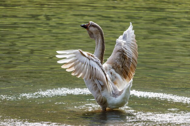 Ganso salvaje chapoteando en el lago en un cálido día de otoño