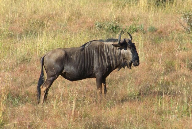 El ganso salvaje en Sudáfrica