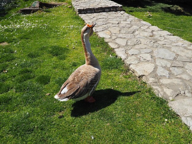 Ganso sobre el césped Pájaro adulto sobre el césped en verano Pollos de corral de corral Aves de corral y agricultura Stanisici Bijelina Bosnia y Herzegovina