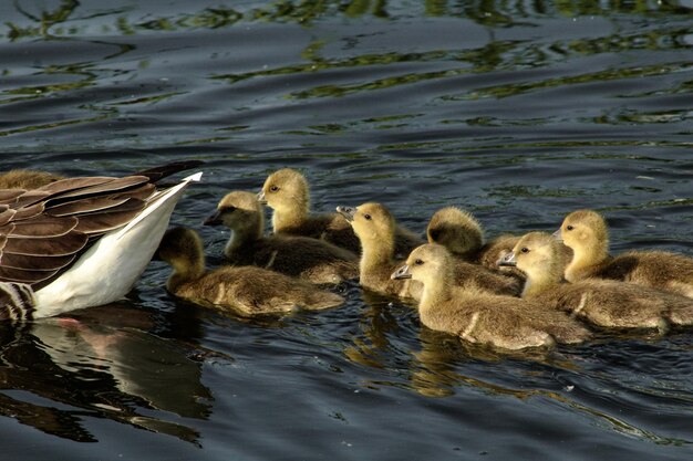 Gansos a nadar no lago