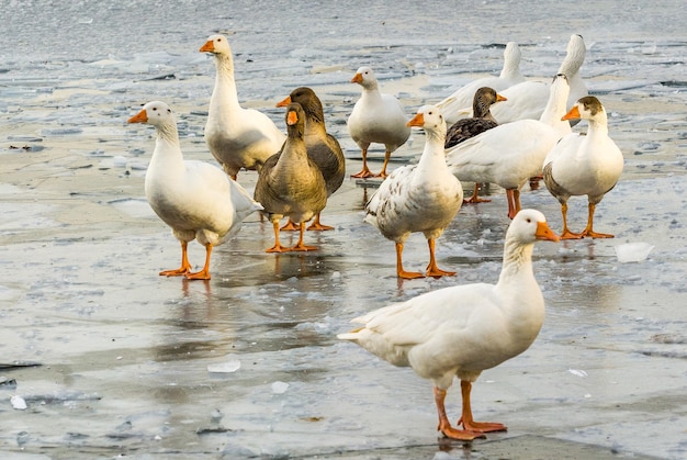 Gansos blancos y marrones caminan sobre el hielo de un lago congelado