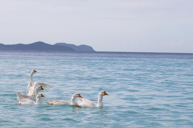 Gansos blancos nadando en el mar Playa Tien Koh Larn Pattaya Tailandia