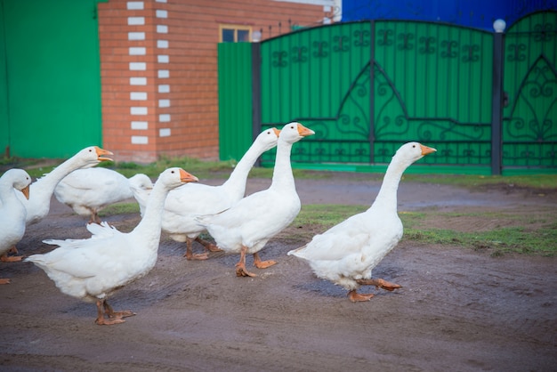 Gansos blancos en el pueblo en la calle