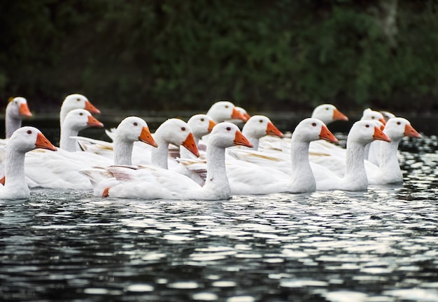 Gansos blancos en un río.