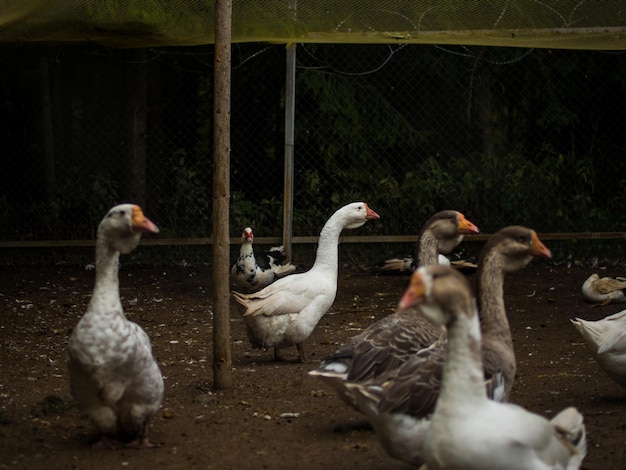 Gansos brancos e cinzentos andando na agricultura