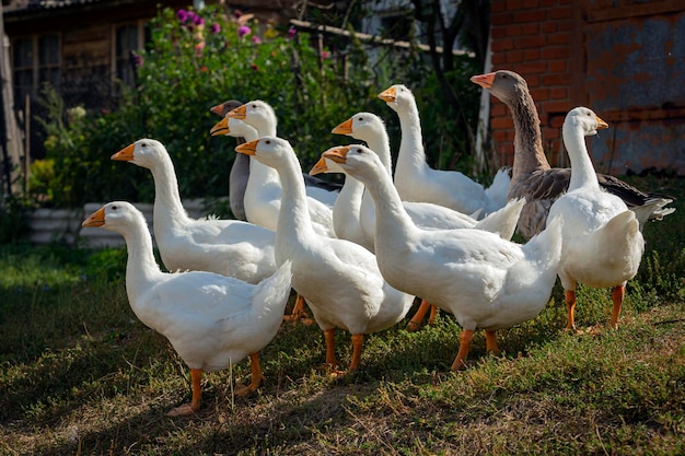 Gansos brancos e cinzentos estão andando na aldeia ...