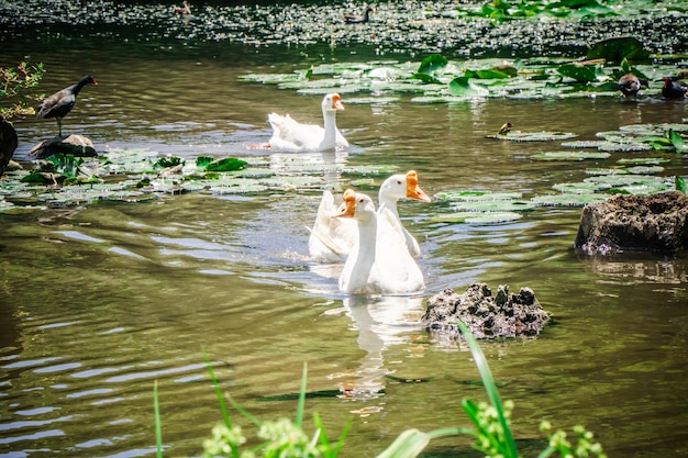 Gansos brancos nadando em um lago natural