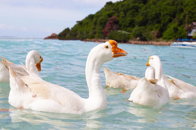 Foto gansos brancos nadando no mar praia de tien koh larn pattaya tailândia