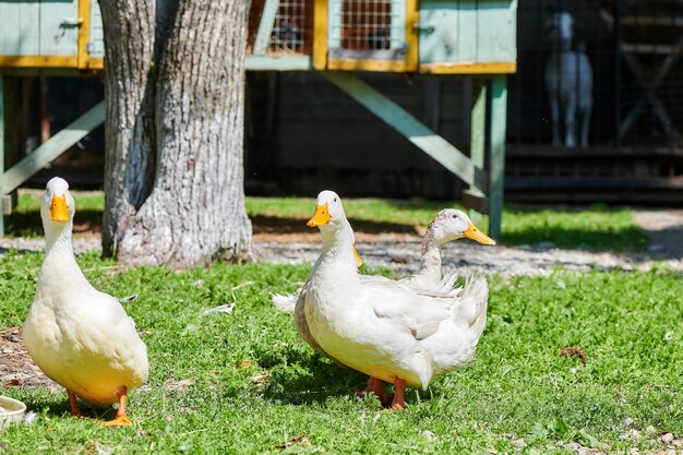 Gansos caminando sobre la hierba en la granja