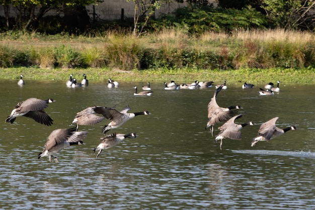 Los gansos de Canadá (Branta canadensis) que llegan a un lago en Sussex