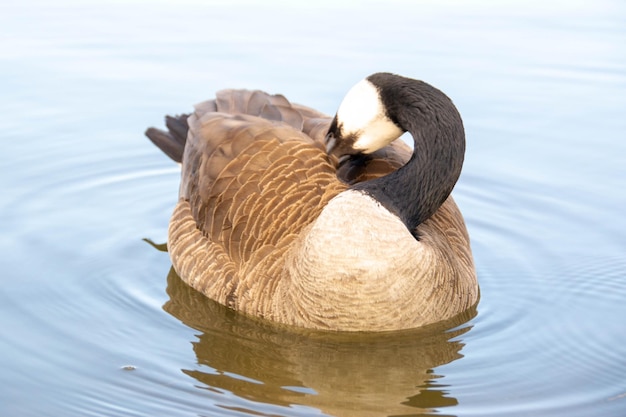 Gansos canadenses Branta canadensis no lago