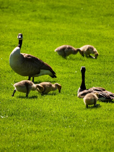 Gansos canadenses na grama verde.