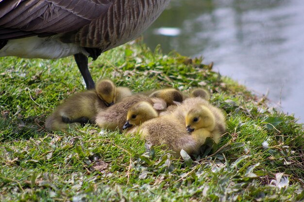 Foto gansos-canadenses na grama