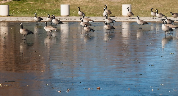 Gansos canadenses no lago congelado.