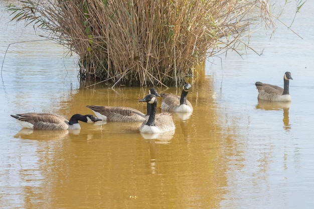 Gansos canadenses no outono do lago (Branta canadensis)