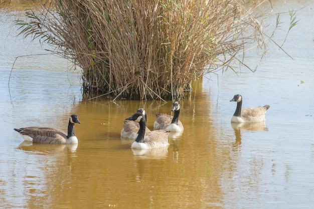 Gansos canadenses no outono do lago (Branta canadensis)