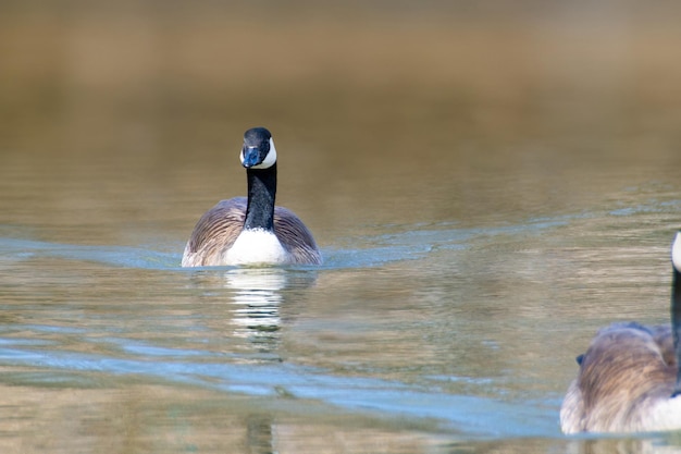 Los gansos canadienses Branta canadensis en el lago