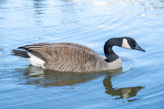 Los gansos canadienses Branta canadensis en el lago