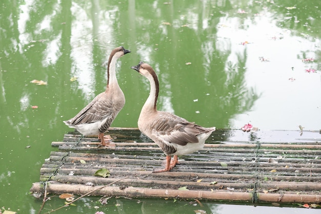 Gansos canadienses que viven en bromas flotantes de bambú