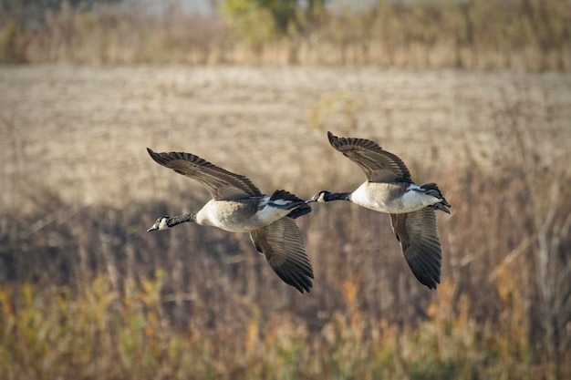 Foto los gansos canadienses volando sobre el campo