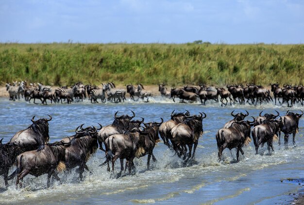 Gansos y cebras en el lago