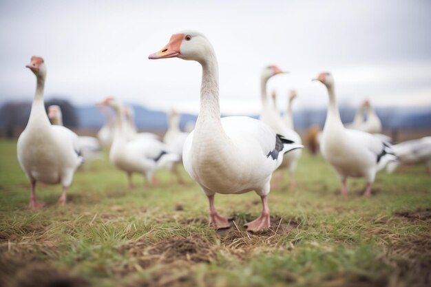 Gansos com os pescoços esticados midhonk em um campo