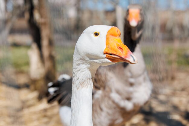 Gansos de close-up andando em uma ecofarm