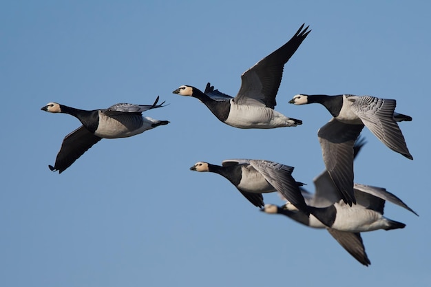 Gansos de cracas Branta leucopsis