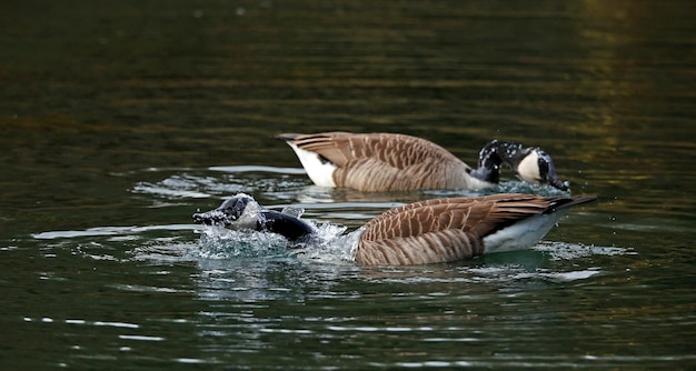 Gansos do Canadá no lago